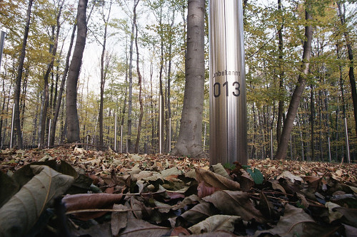 Buchenwald, 2005, Gräberfeld des Speziallagers Nr. 2, Sammlung Gedenkstätte Buchenwald, Peter Hansen