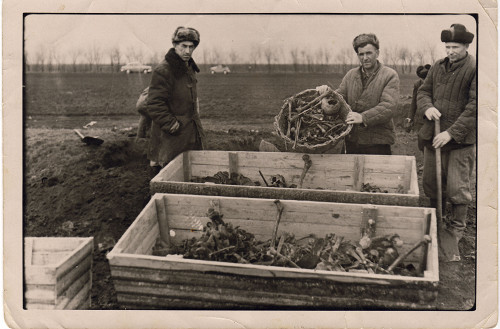 Dobre, 1959, Exhumierung der sterblichen Überreste vor ihrer Umbettung, Larissa Perman-Traspowa