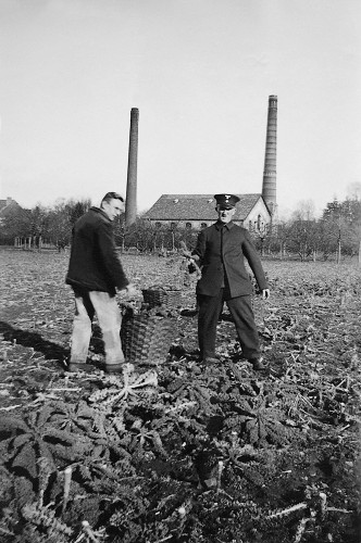 Lüneburg, 1938, Pfleger der Heil- und Pflegeanstalt mit Patient beim Grünkohlschneiden, im Hintergrund das Kesselhaus der Anstalt, Archiv der Psychiatrischen Klinik Lüneburg