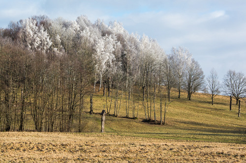 Ablinga, 2018, Der Wald bei Ablinga, Dalia Račkauskaitė